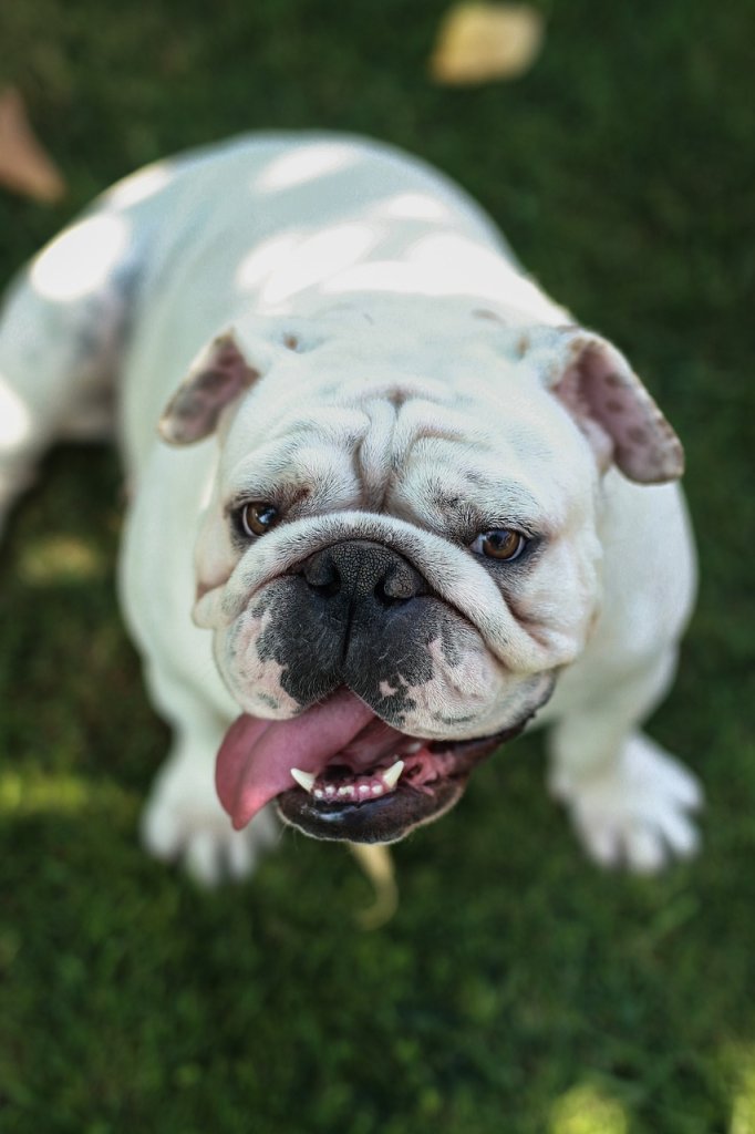 english-bulldog-5574716_1280