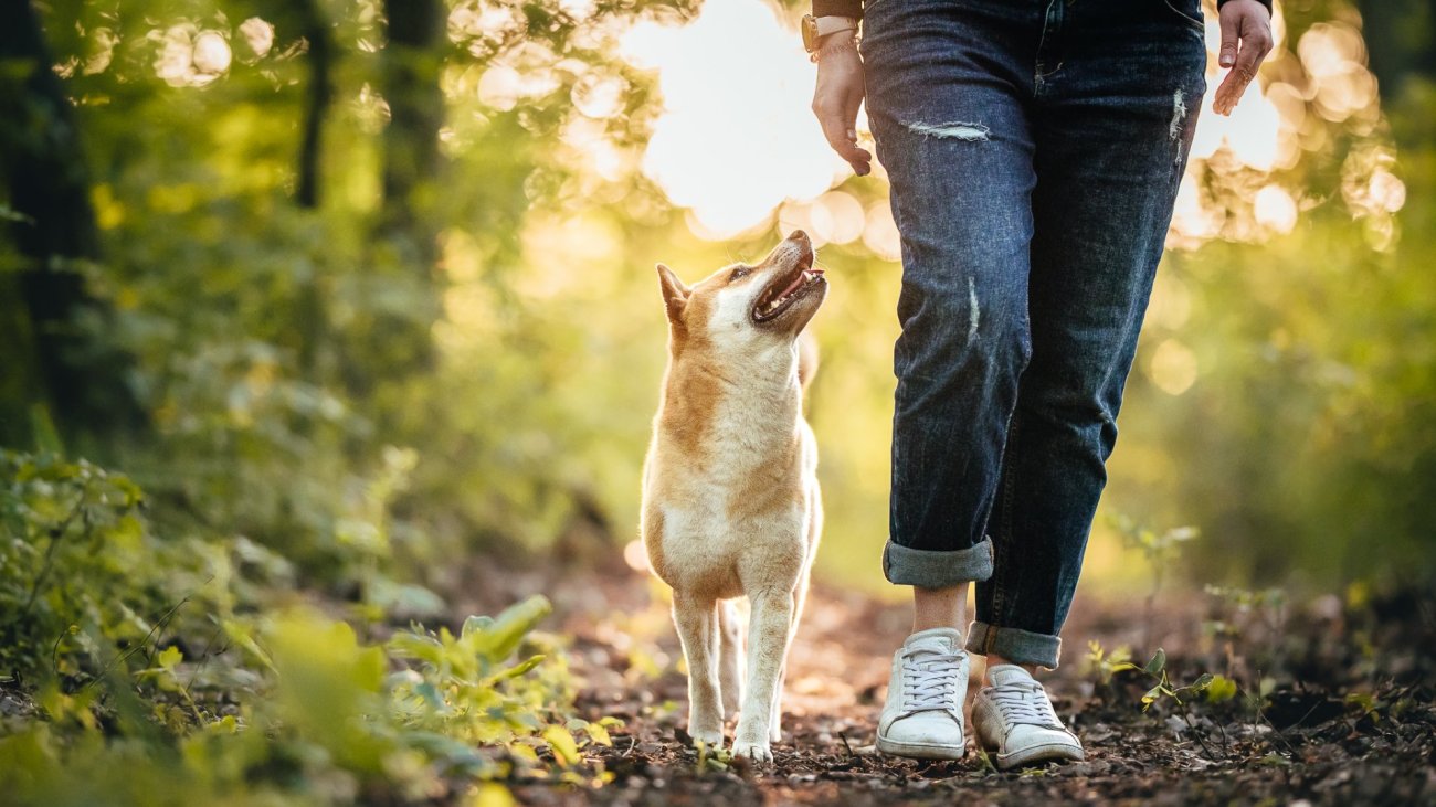 shiba_6
